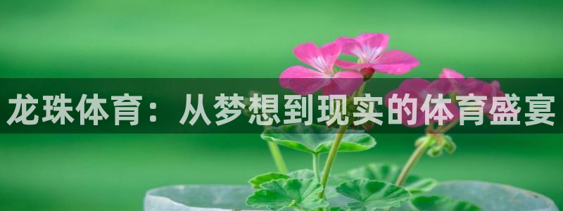 龙珠体育：从梦想到现实的体育盛宴
